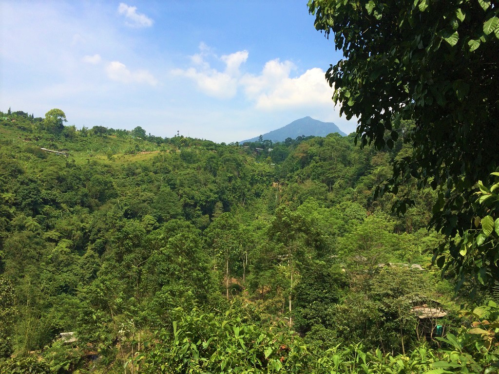 Pemandangan Hutan Belantara Dan Pegunungan Di Curug Cigamea
